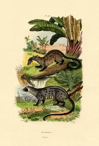 Palm Civets、1833-39 作： French School